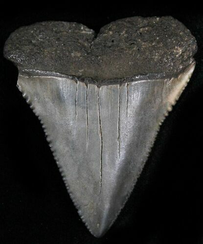 Serrated Fossil Great White Shark Tooth - #29093